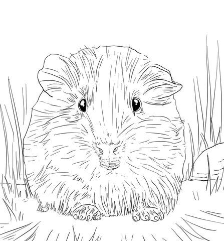 Cute Guinea Pig Portrait Coloring Page